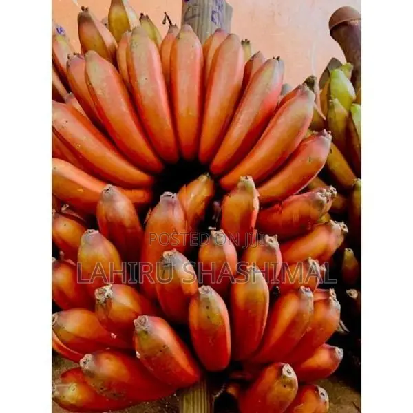 රත් කෙසෙල් පැල