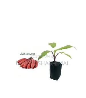 රත් කෙසෙල් පැල