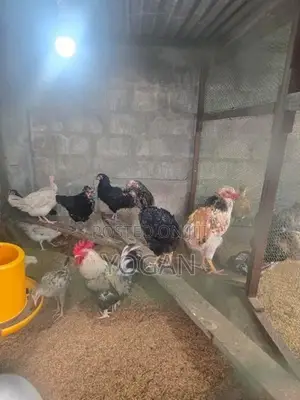 நாட்டுக்கோழிகள்