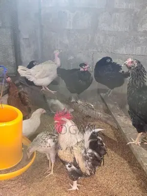 நாட்டுக்கோழிகள்