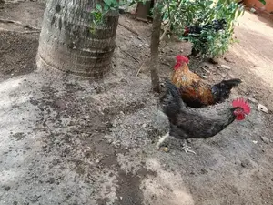 நாட்டுக்கோழிகள்