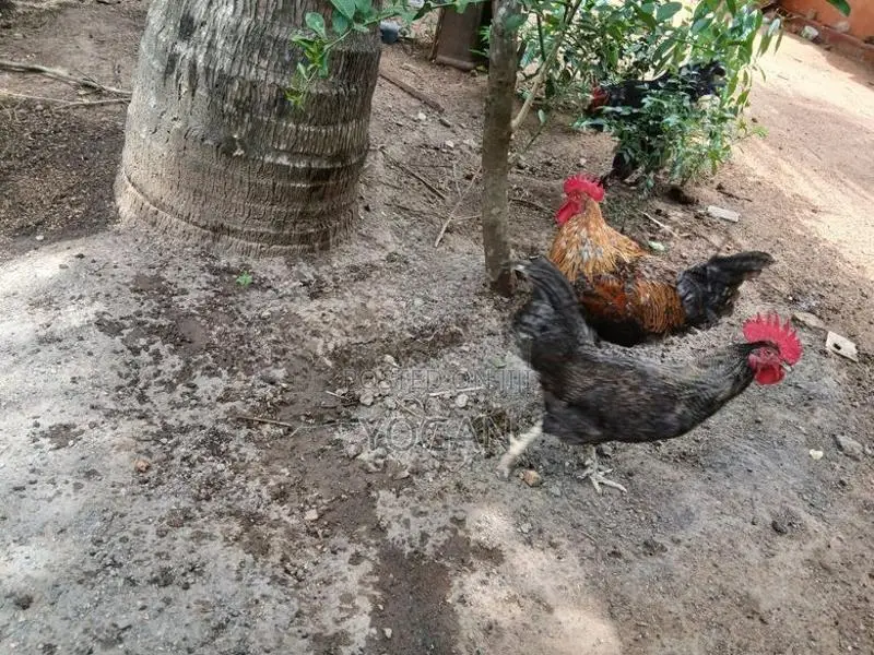 நாட்டுக்கோழிகள்