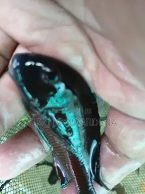 Malawi