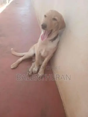 labrater puppy
