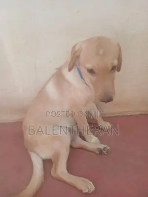 labrater puppy