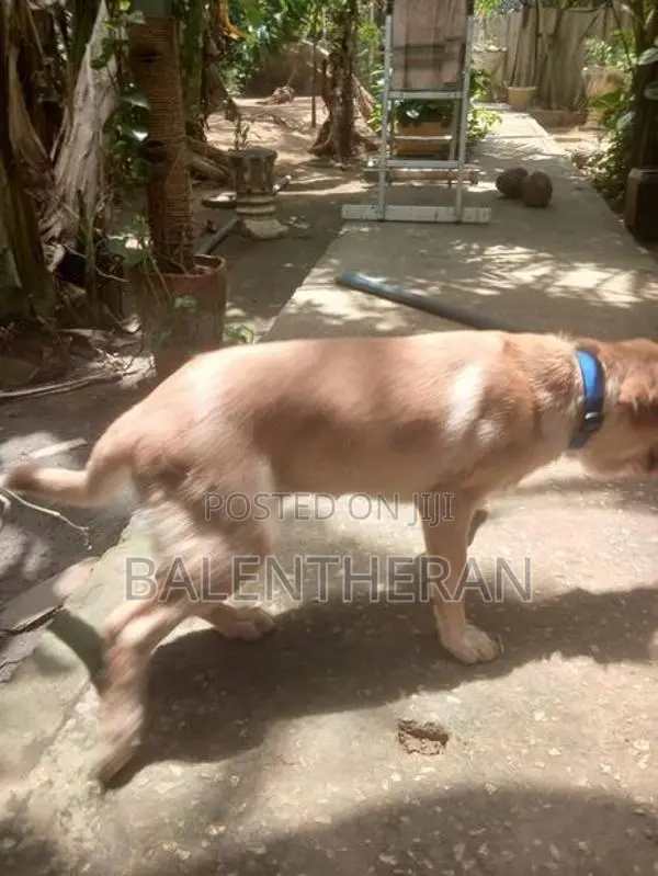 labrater puppy