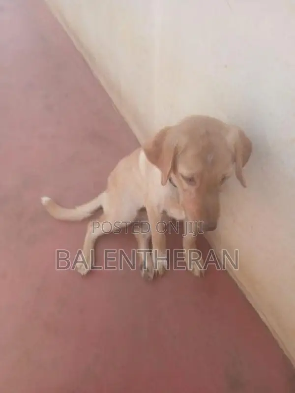 labrater puppy