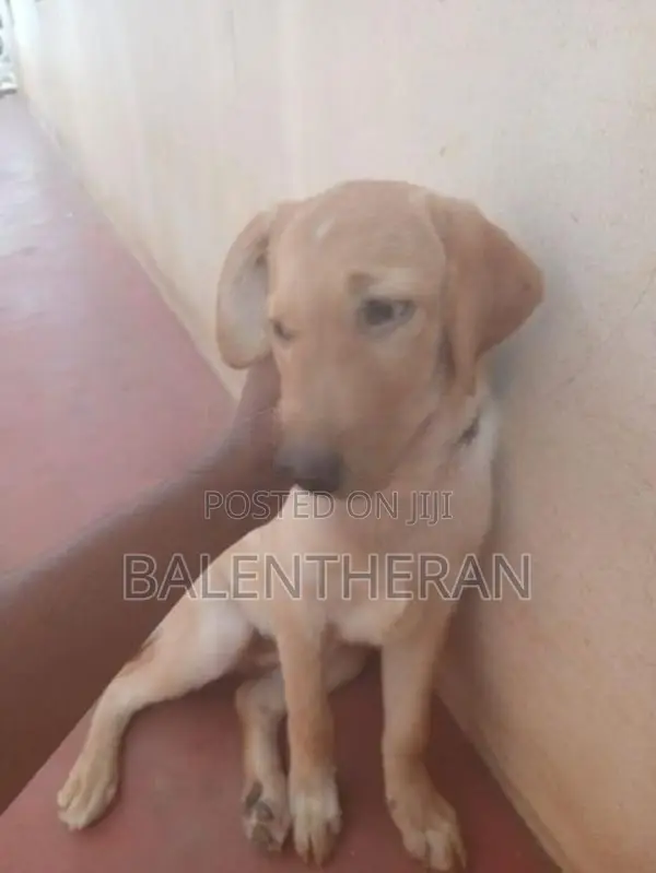 labrater puppy