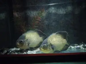oska