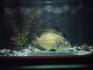 oska