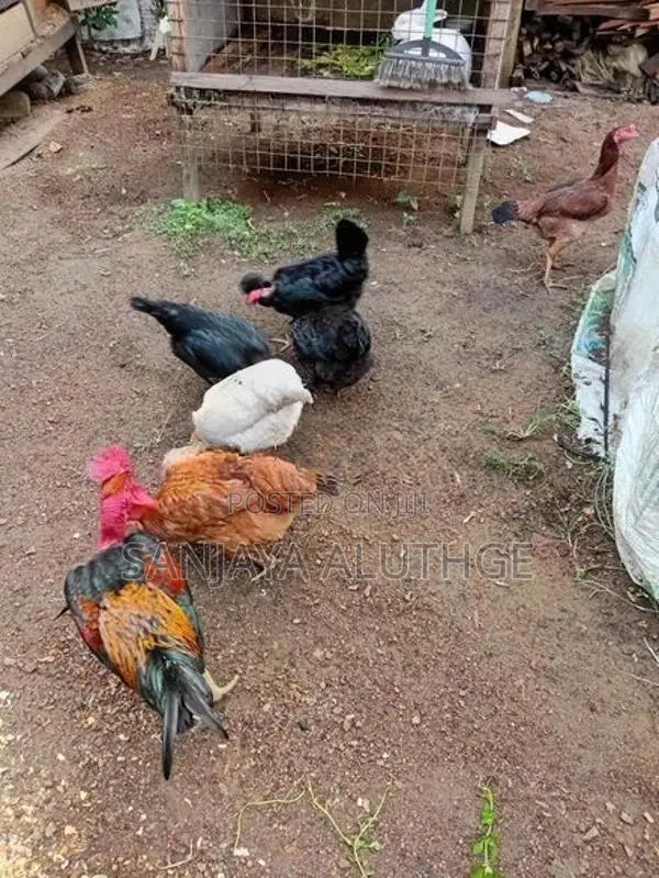 Gam kikiliyo