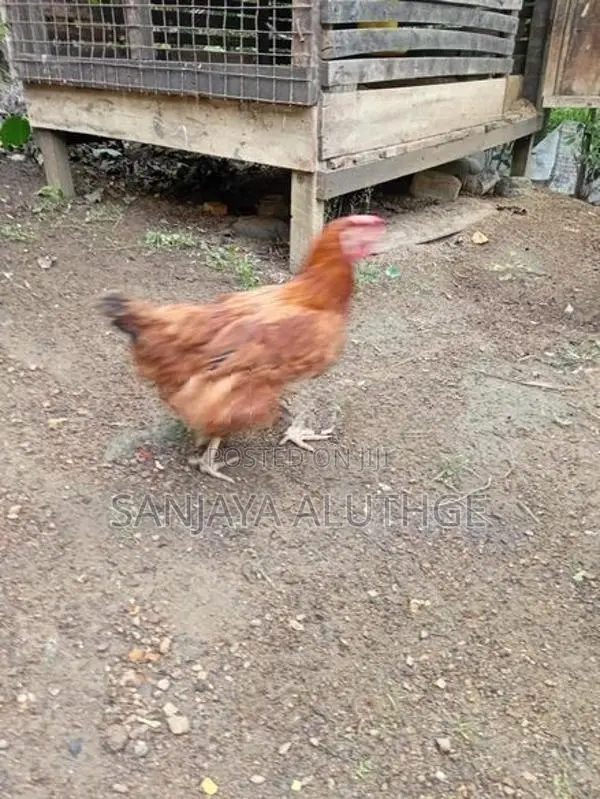 Gam kikiliyo