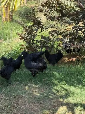 கருங்கோழி