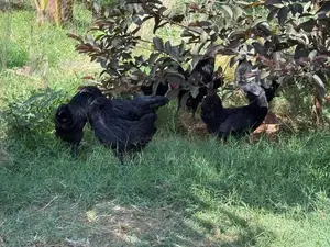 கருங்கோழி