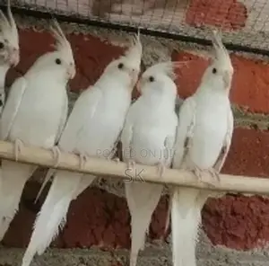 albino cockatiel
