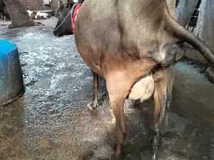 jaffna