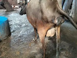 jaffna