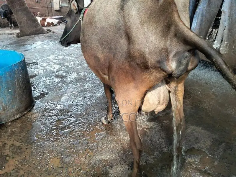 jaffna