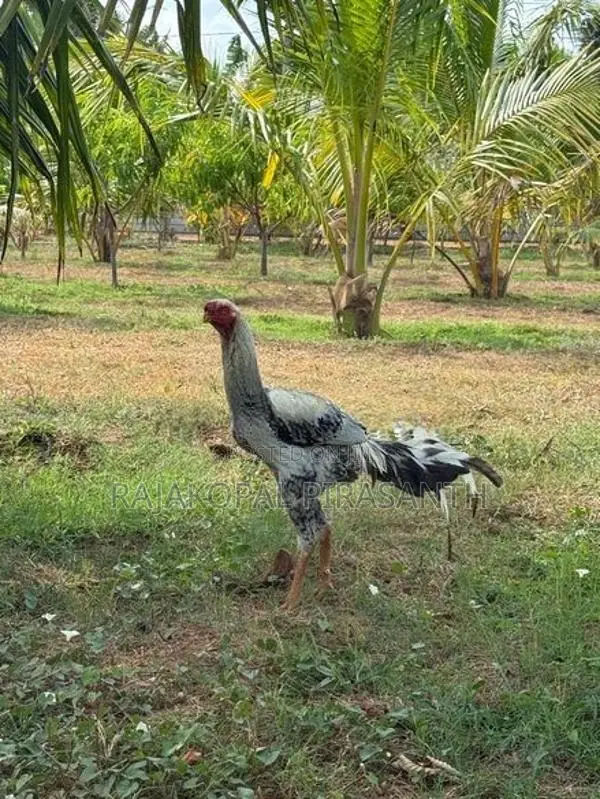 கிளி சொண்டு வெள்ளடியன்