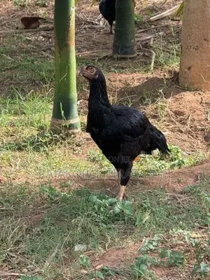 கிளி சொண்டு வெள்ளடியன்