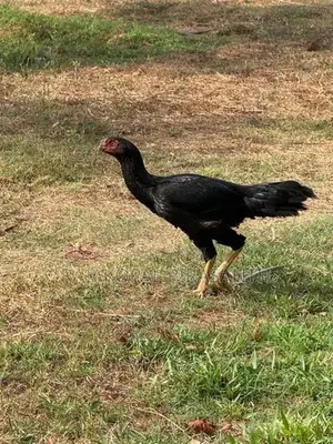 கிளி சொண்டு வெள்ளடியன்