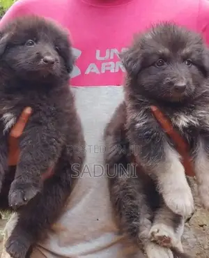 German sherpad puppy