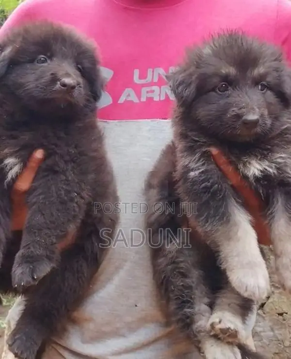 German sherpad puppy