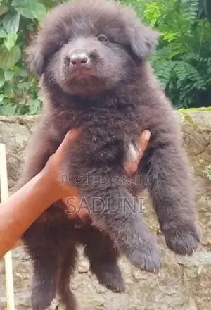 German sherpad puppy