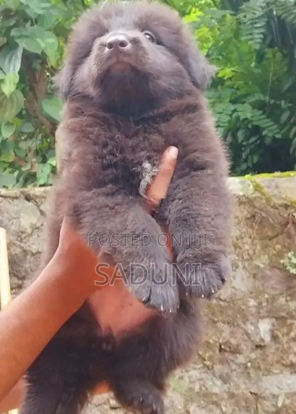 German sherpad puppy