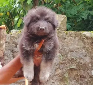 German sherpad puppy