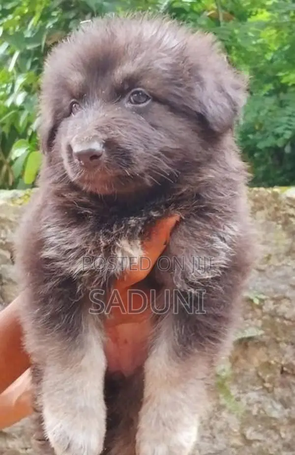 German sherpad puppy
