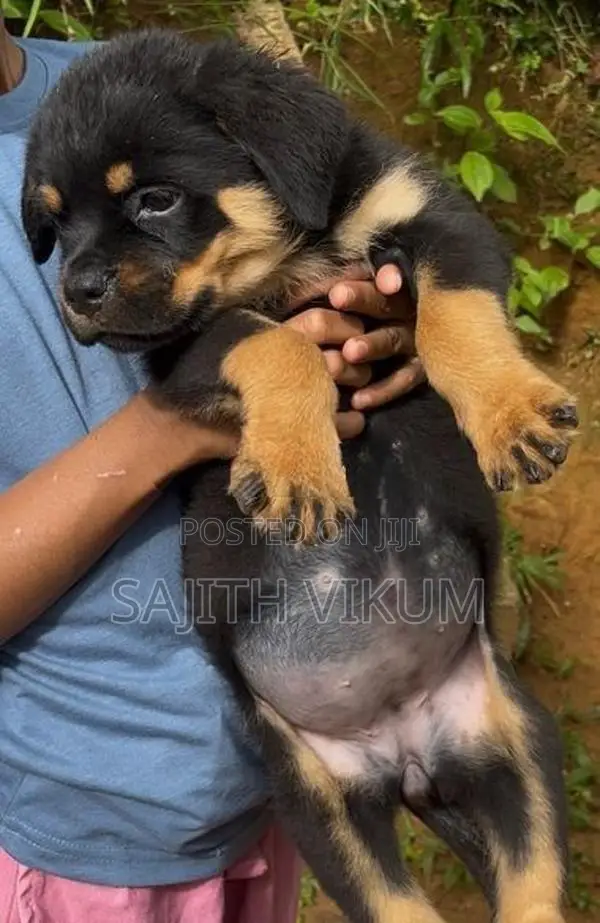 Rottweiler Puppies