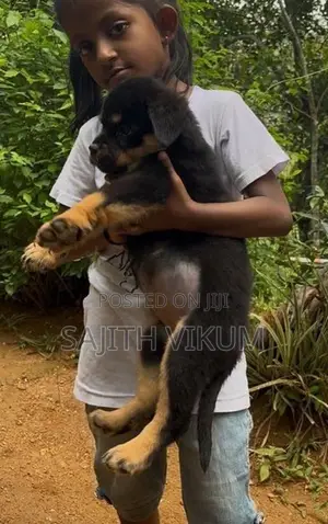 Rottweiler Puppies