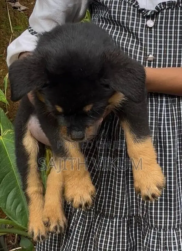 Rottweiler Puppies