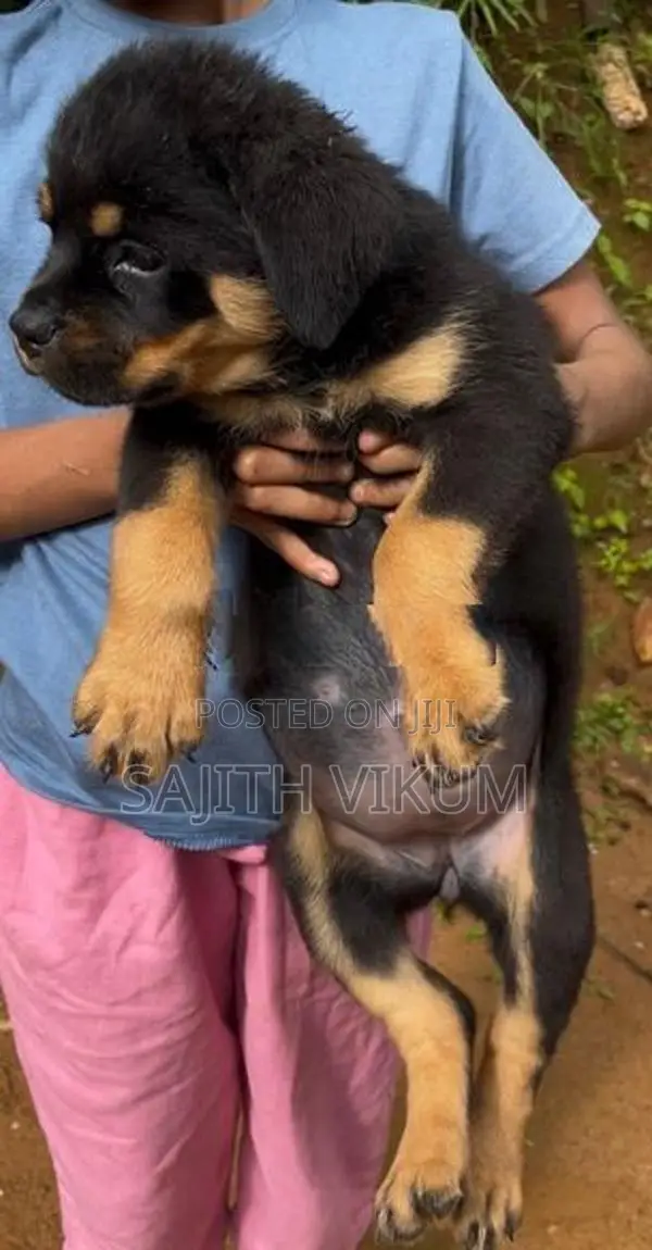 Rottweiler Puppies