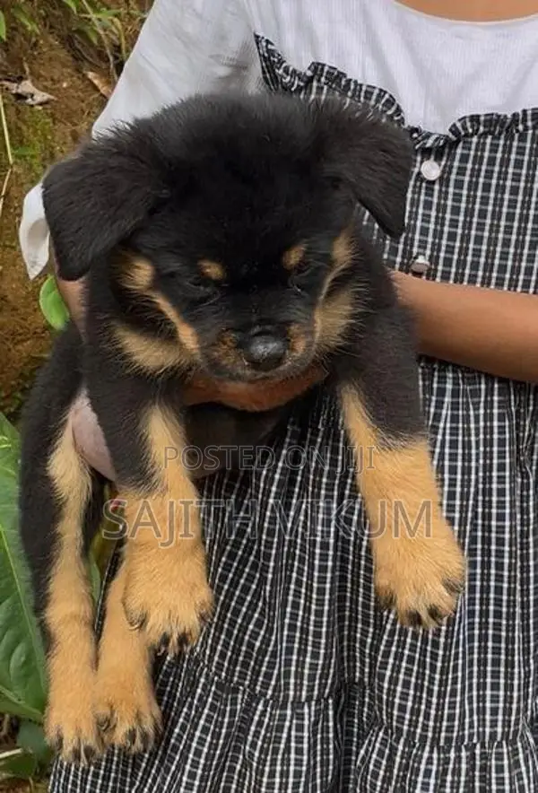 Rottweiler Puppies