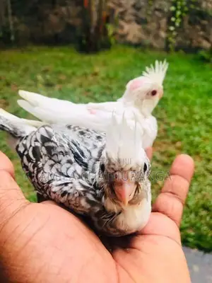 අතට හුරුපුරුදු කොකටෙල් පැටවු