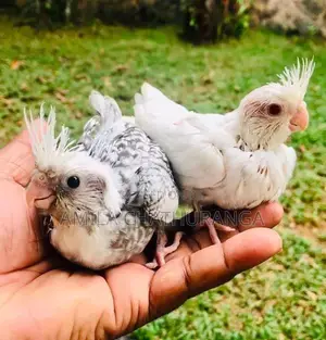 අතට හුරුපුරුදු කොකටෙල් පැටවු