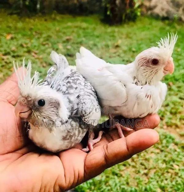 අතට හුරුපුරුදු කොකටෙල් පැටවු