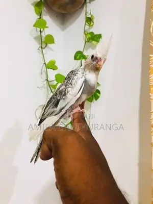අතට හුරුපුරුදු කොකටෙල් පැටවු