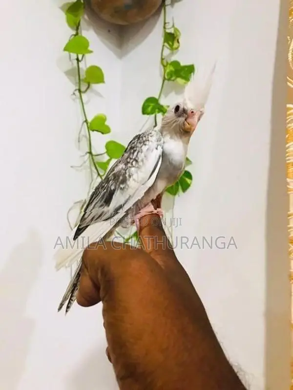 අතට හුරුපුරුදු කොකටෙල් පැටවු