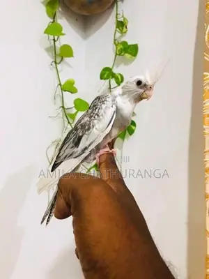 අතට හුරුපුරුදු කොකටෙල් පැටවු