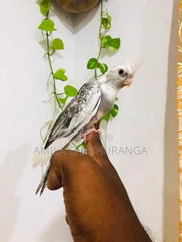අතට හුරුපුරුදු කොකටෙල් පැටවු
