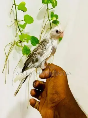 අතට හුරුපුරුදු කොකටෙල් පැටවු