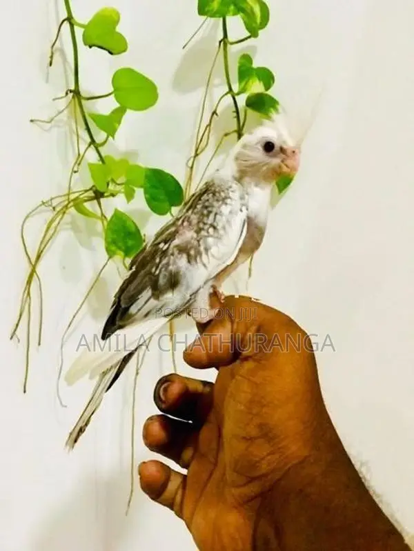 අතට හුරුපුරුදු කොකටෙල් පැටවු