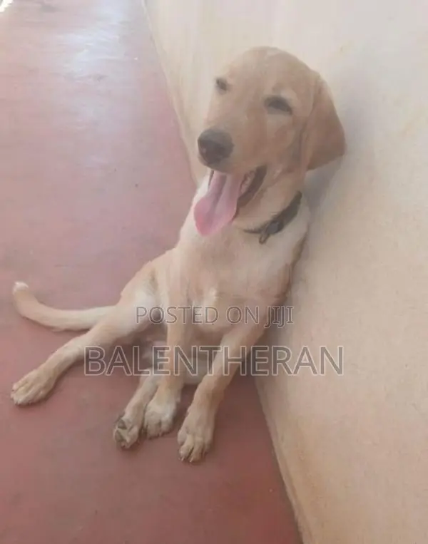 labrador puppy