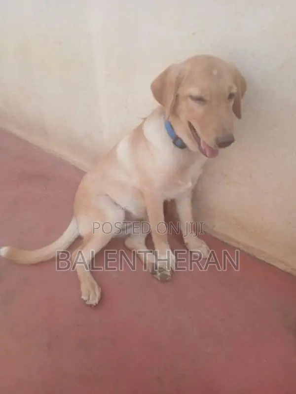 labrador puppy