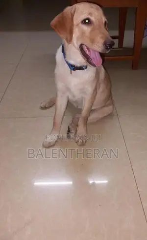labrador puppy