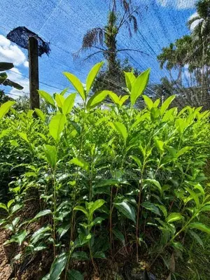 TRI 20/22 - තේ පැළ Tea Plants