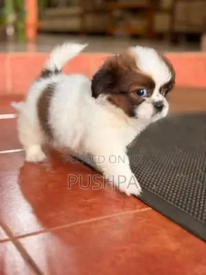 Shih Tzu Puppy